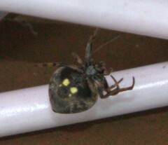 Eriovixia excelsa