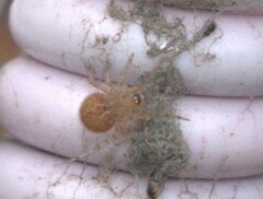 Araneae