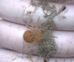 Araneae
