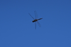 Tramea transmarina euryale