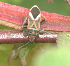 Graptostethus servus