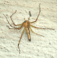 Oxyopes macilentus