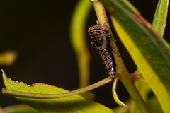 Eurymeloides punctata