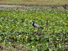 Vanellus crassirostris