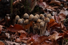Coprinellus disseminatus