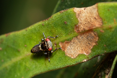 Eurymeloides punctata