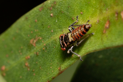 Eurymeloides punctata