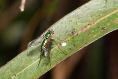 Heteropsilopus cingulipes