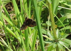 Euclidia glyphica