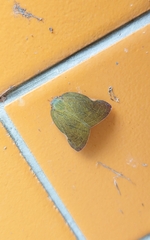 Ricania sublimata