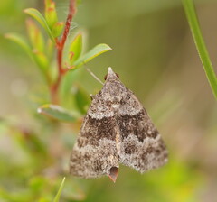 Dichromodes ainaria