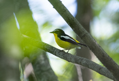 Ficedula zanthopygia