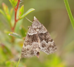 Dichromodes ainaria