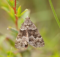 Dichromodes ainaria