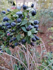 Myrtus communis