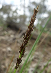 Carex incomitata