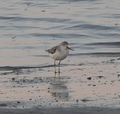 Xenus cinereus