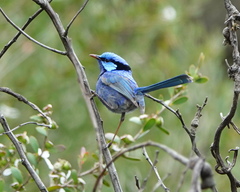 Malurus splendens splendens