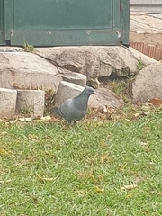 Columba livia