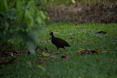 Megapodius reinwardt