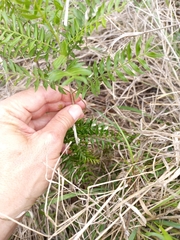 Ptaeroxylon obliquum