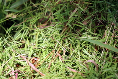 Dichanthelium dichotomum