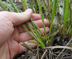 Carex incomitata