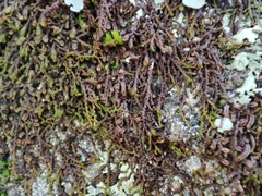 Frullania dilatata