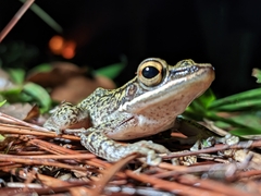 Chalcorana chalconota