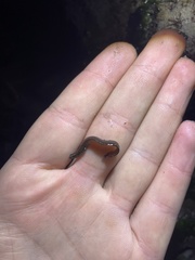 Cebidichthys violaceus