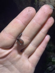 Cebidichthys violaceus