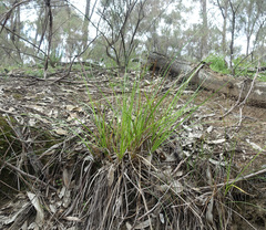Carex incomitata