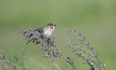 Emberiza fucata