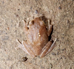 Raorchestes ponmudi