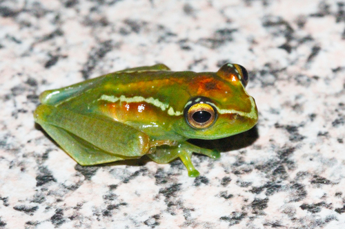 Lilian's Bright-eyed Frog