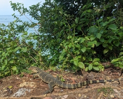 Varanus salvator bivittatus