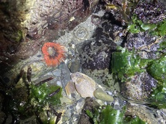 Anthopleura artemisia