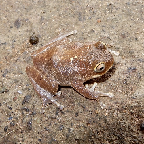 Ponmudi Bush Frog, Raorchestes ponmudi