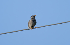 Spodiopsar cineraceus