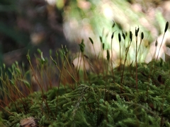 Hypnum cupressiforme cupressiforme