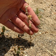 Centaurea melitensis