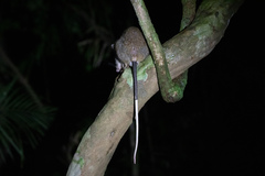 Uromys caudimaculatus