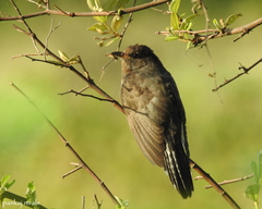 Cacomantis passerinus