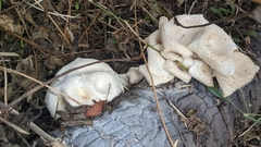 Fungi