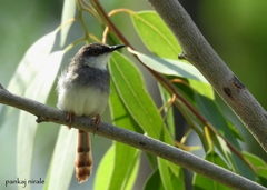 Prinia hodgsonii