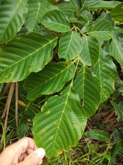 Leea guineensis