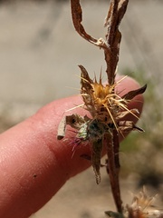 Centaurea melitensis