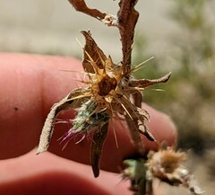 Centaurea melitensis