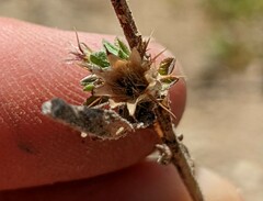 Centaurea melitensis
