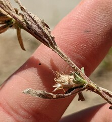 Centaurea melitensis